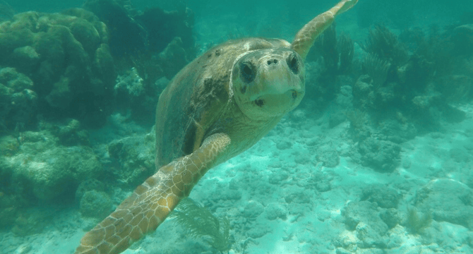 Belize Barrier Reef | Schildpad