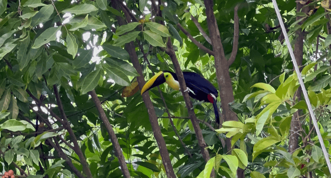 Costa Rica | Manuel Antonio | Toekan