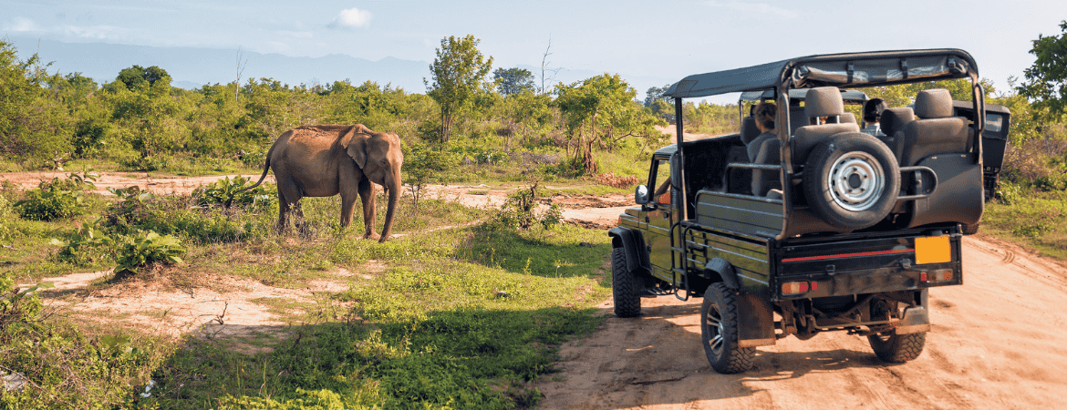Excursie jeep safari