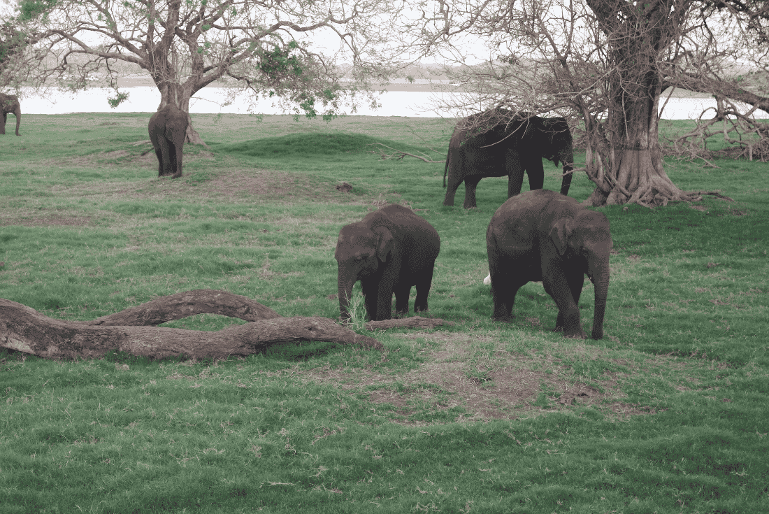 Sri Lanka Minneriya National Park