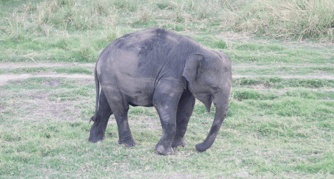 Sri Lanka | Yala National Park | Olifant