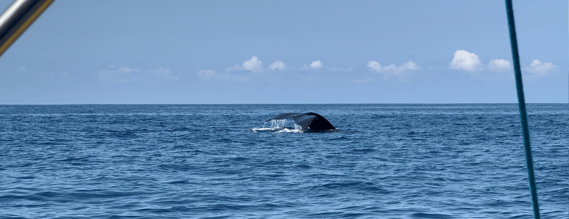 Excursie whale watching